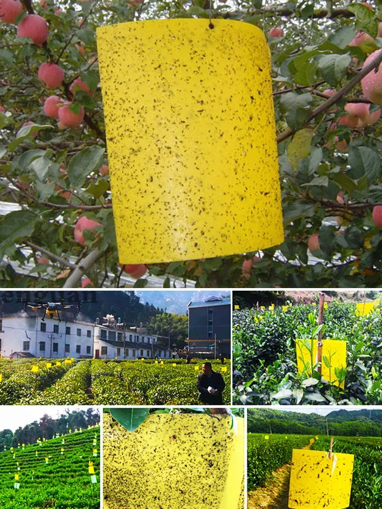 Double-sided Insect Trap and Insecticide Board